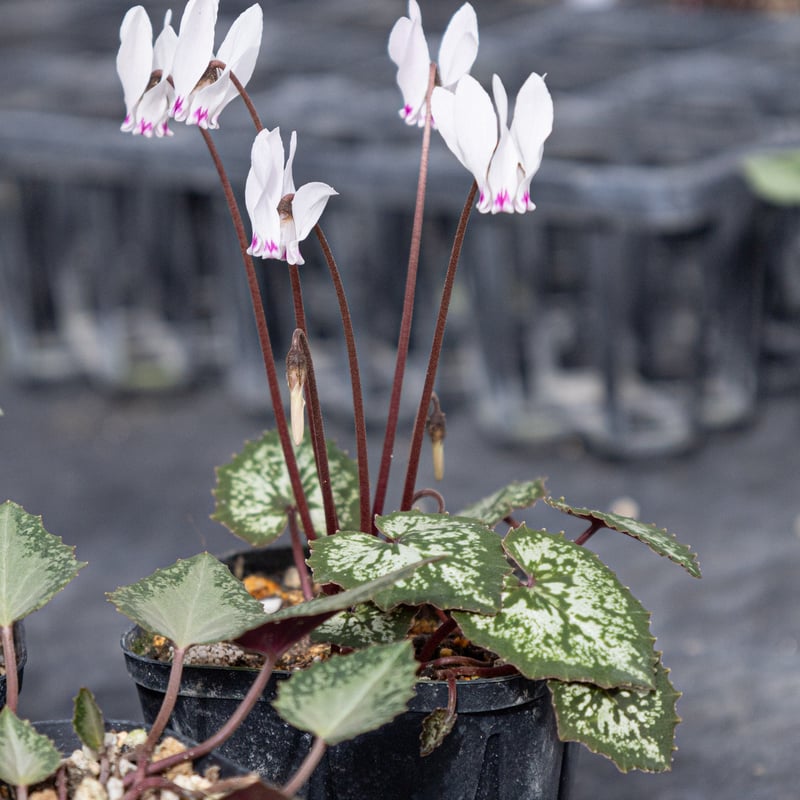 はら園芸「原種シクラメンセット」 | tokyo_shokubutsu_zufu