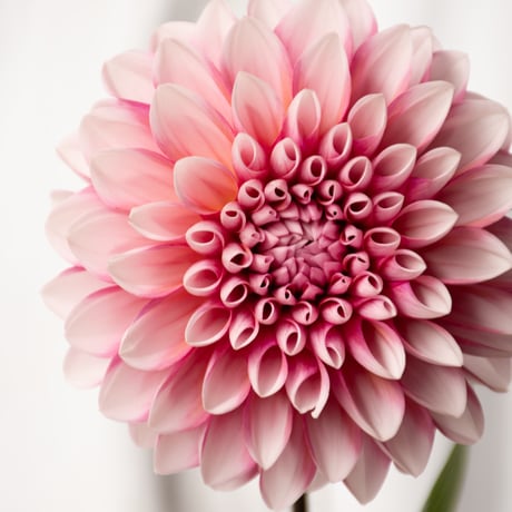 ダリア「花夢」