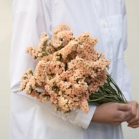 スターチス「ハニーアプリ」