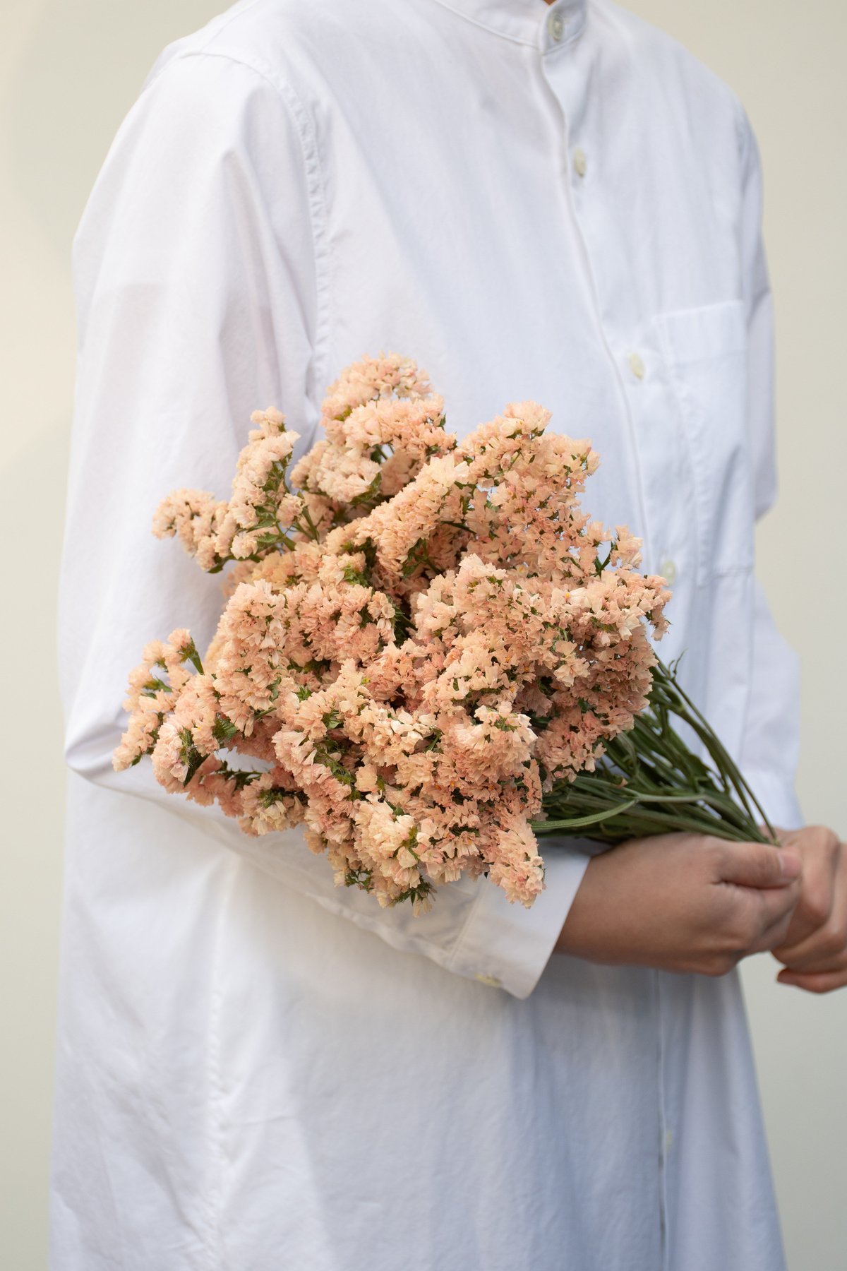 スターチス「ハニーアプリ」 | tokyo_shokubutsu_zufu