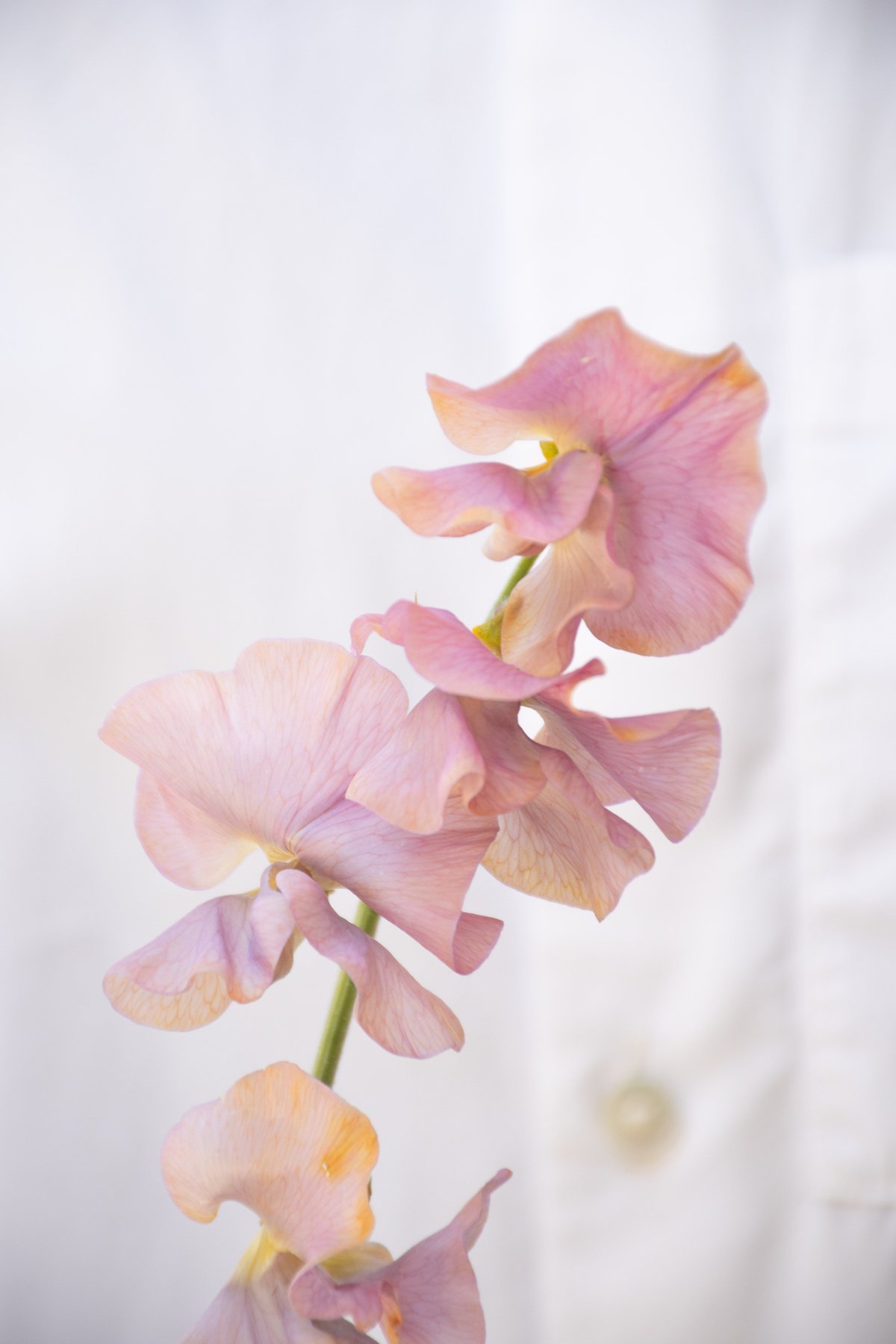 【※最終価格※】スイートピー1.5㎝フープ シャンパンベージュ系淡水パール18㎜ 最終価格※】スイートピー1.5㎝フープ シャンパンベージュ系淡水