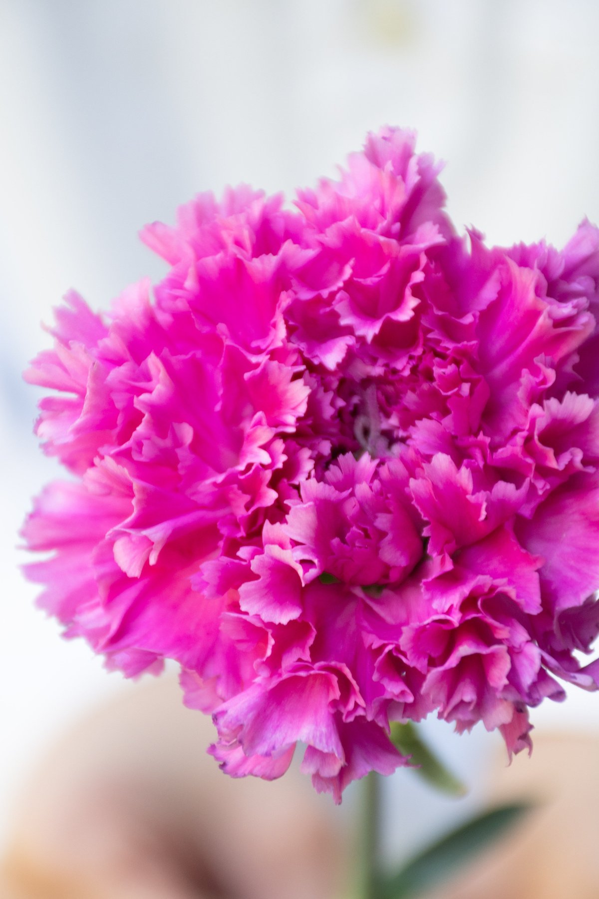 カーネーション「シャララライト＆シャララピコ」 | tokyo_shokubutsu_zufu