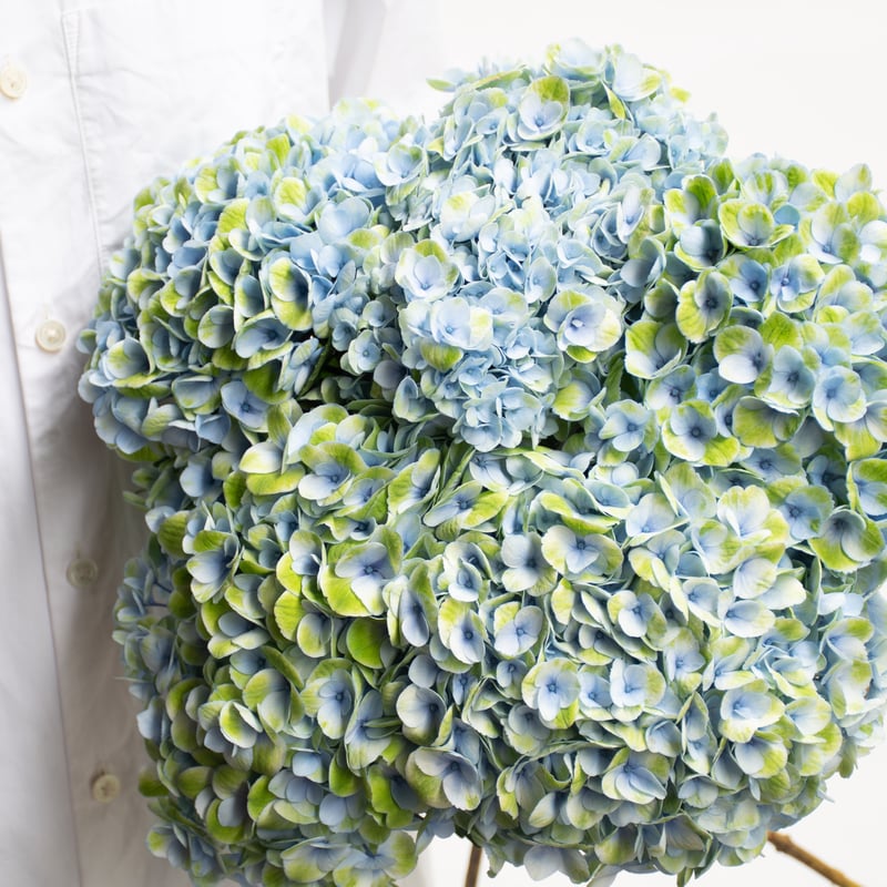 アジサイ「マジカルレボリューション」 | tokyo_shokubutsu_zufu