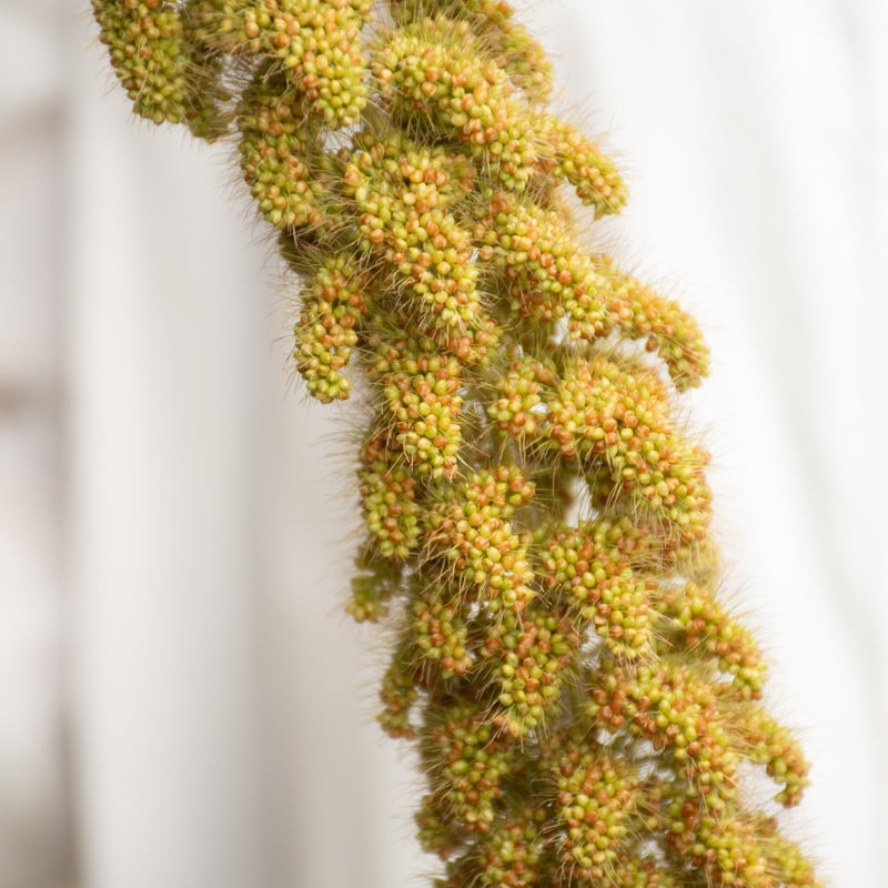 あゆたんさま❀おまとめ❀ドライフラワー 0c8f48d99656114587a4f6a9d31f9d