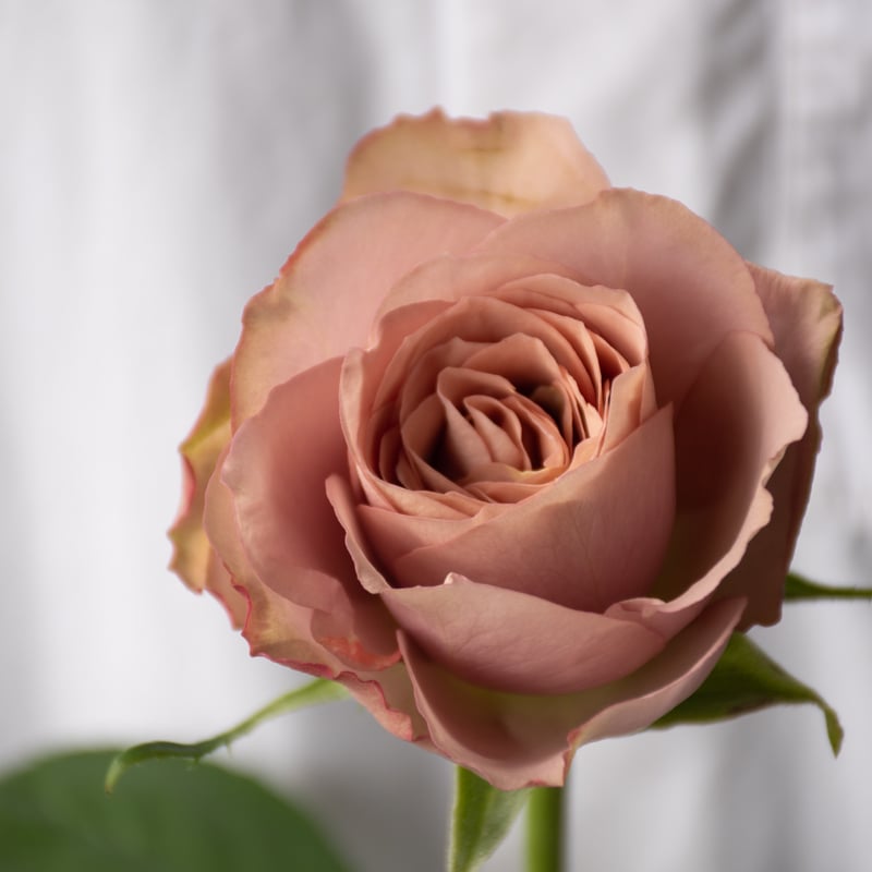 楽一番公式アカウント10DiorRougeBlush ローズポプリンマット バラ「堀木園芸 リーズン」 | tokyo_shokubutsu_zufu