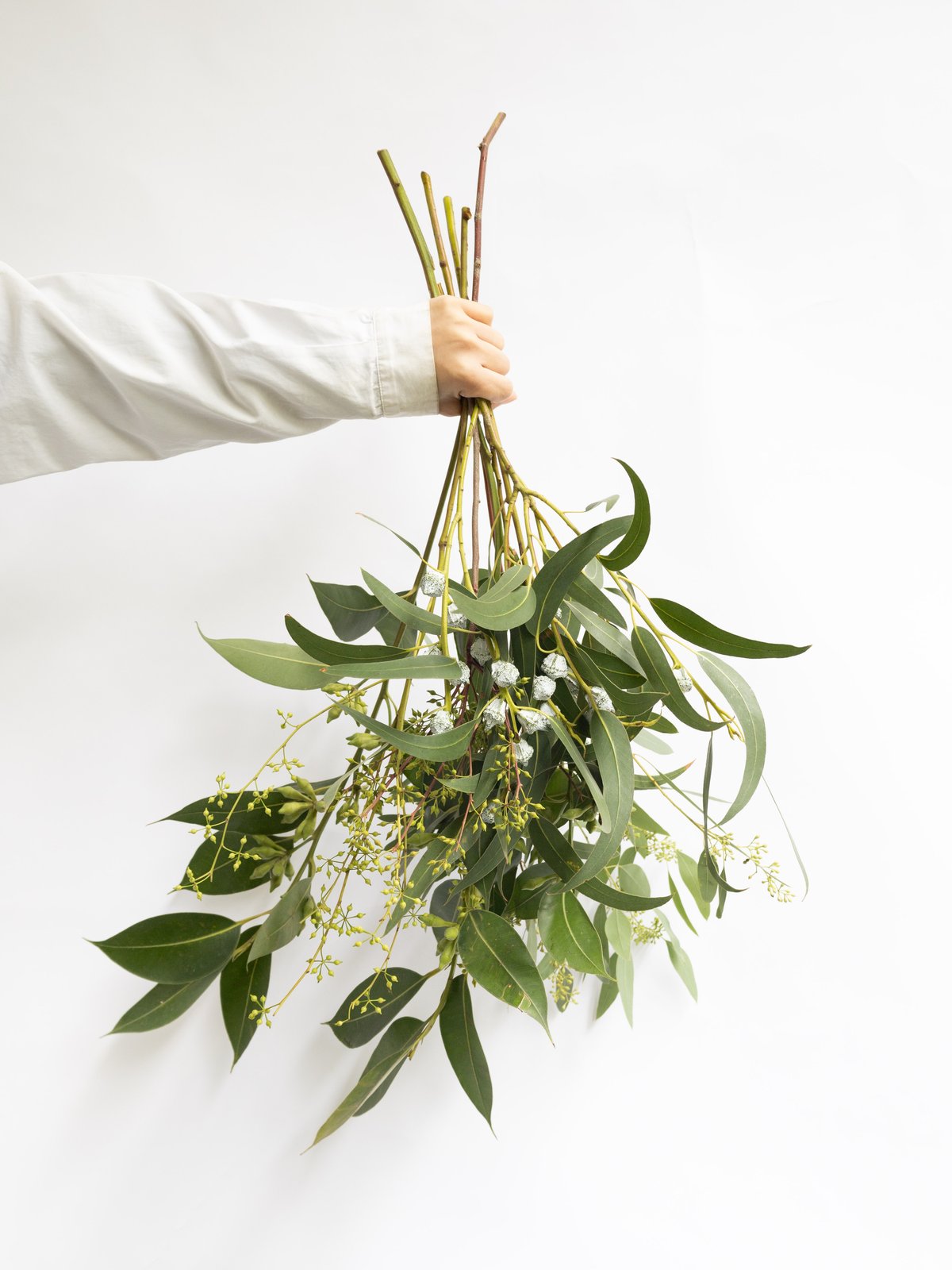 ✨1点限定‼️16種MIX【A】 チース　芍薬　フィリカ　ユーカリ　生花　ドライ ユーカリ「ミックス」 | tokyo_shokubutsu_zufu