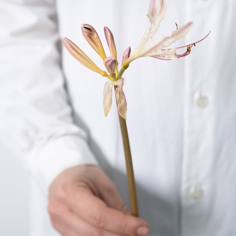 リコリス「ガーネットリング」 | tokyo_shokubutsu_zufu