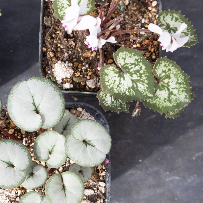 はら園芸「原種シクラメンセット」 | tokyo_shokubutsu_zufu