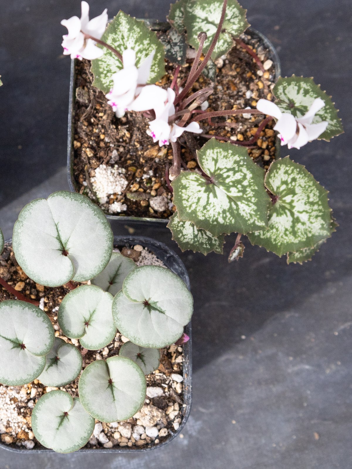 はら園芸「原種シクラメンセット」 | tokyo_shokubutsu_zufu