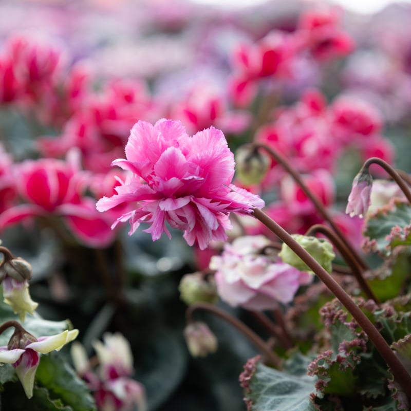 シクラメン「フェアリーピコ・シズラー」 | tokyo_shokubutsu_zufu