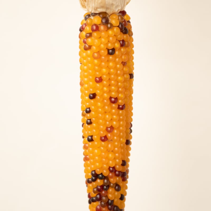 トウモロコシ「グラスジェムコーン」 | tokyo_shokubutsu_zufu