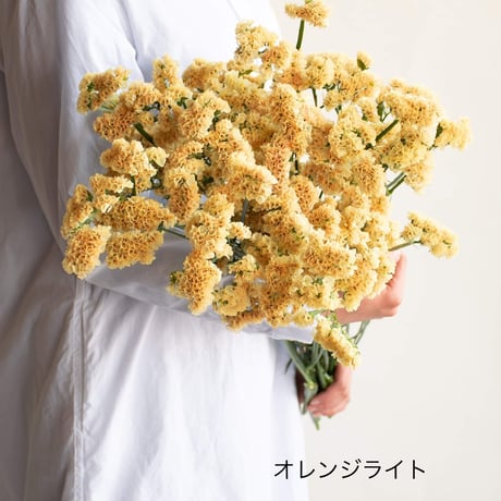 宮本さんの「スターチス」1