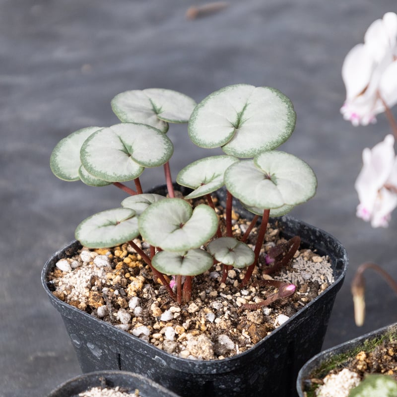 はら園芸「原種シクラメンセット」 | tokyo_shokubutsu_zufu