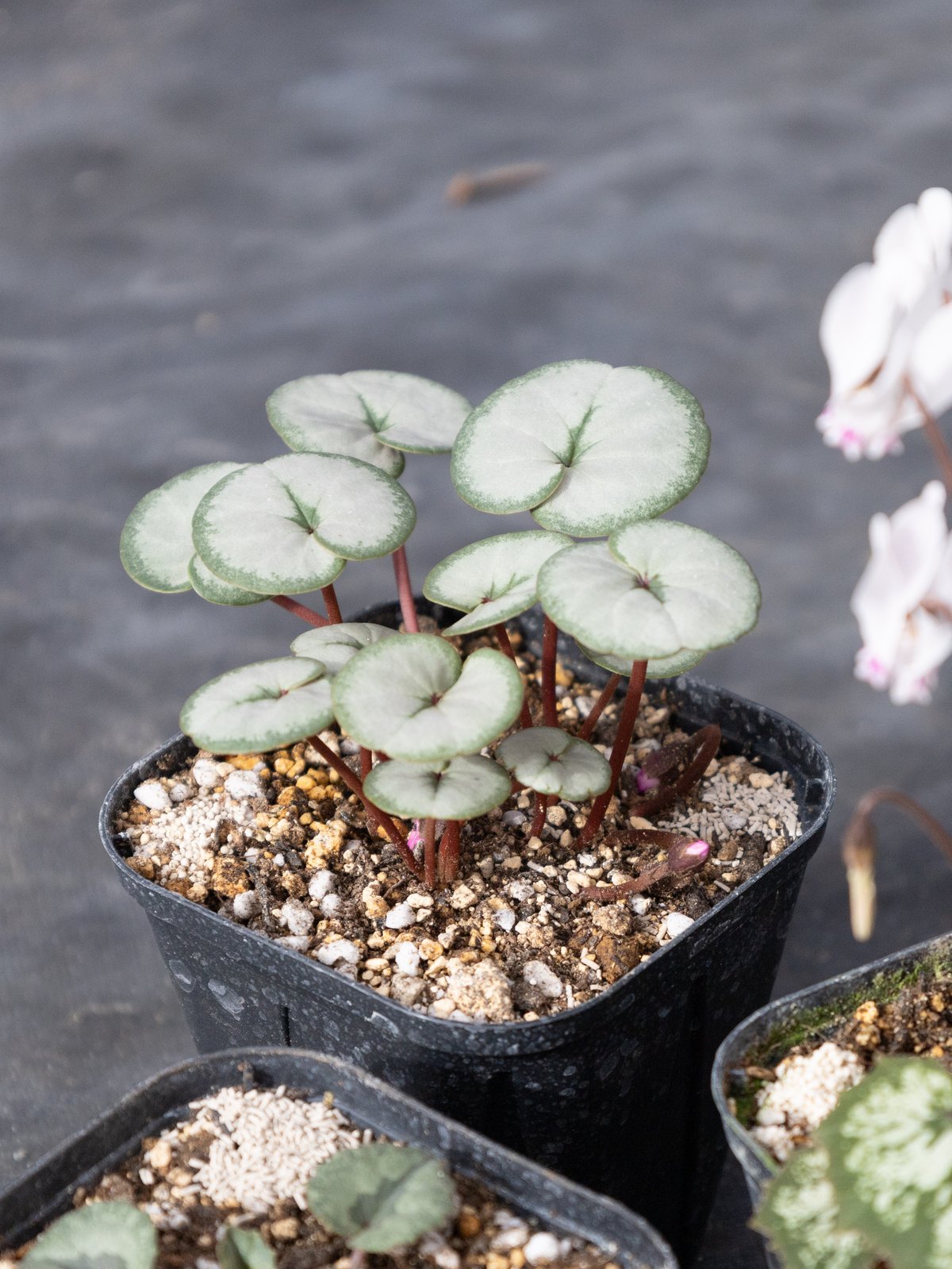 はら園芸「原種シクラメンセット」 | tokyo_shokubutsu_zufu