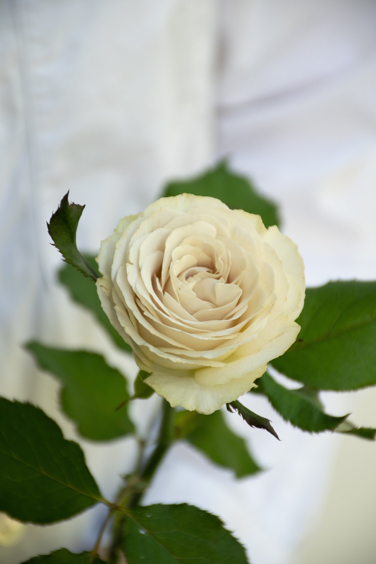 バラ「レクイエム＋」 | tokyo_shokubutsu_zufu