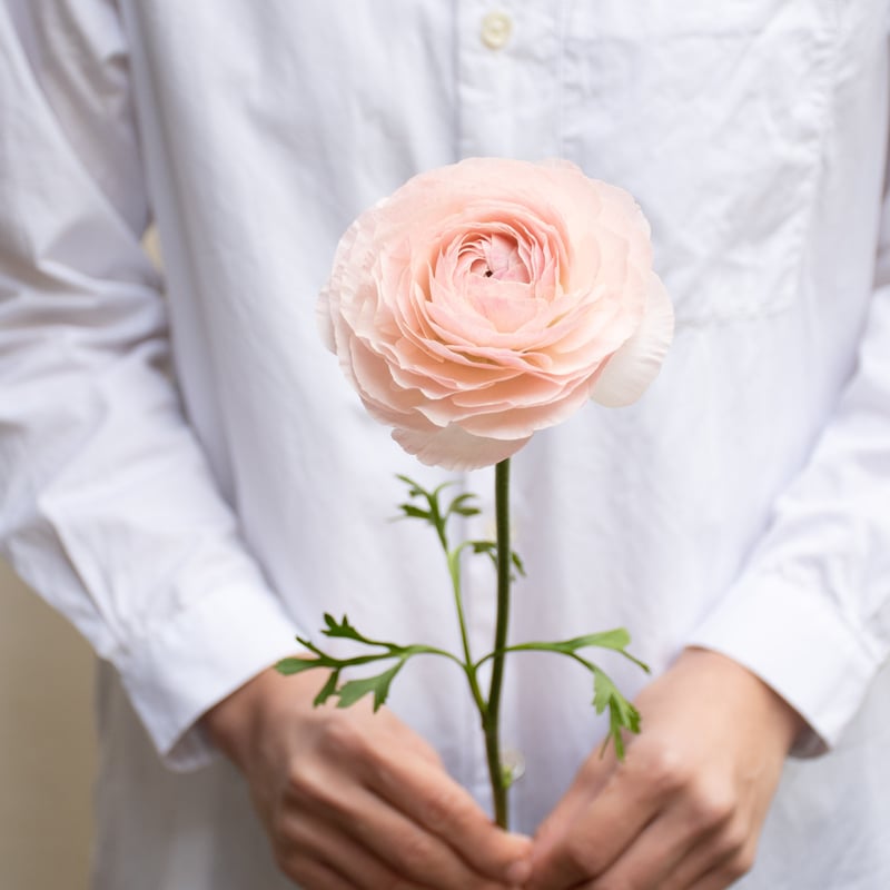 ラナンキュラス「ひらひら」 | tokyo_shokubutsu_zufu