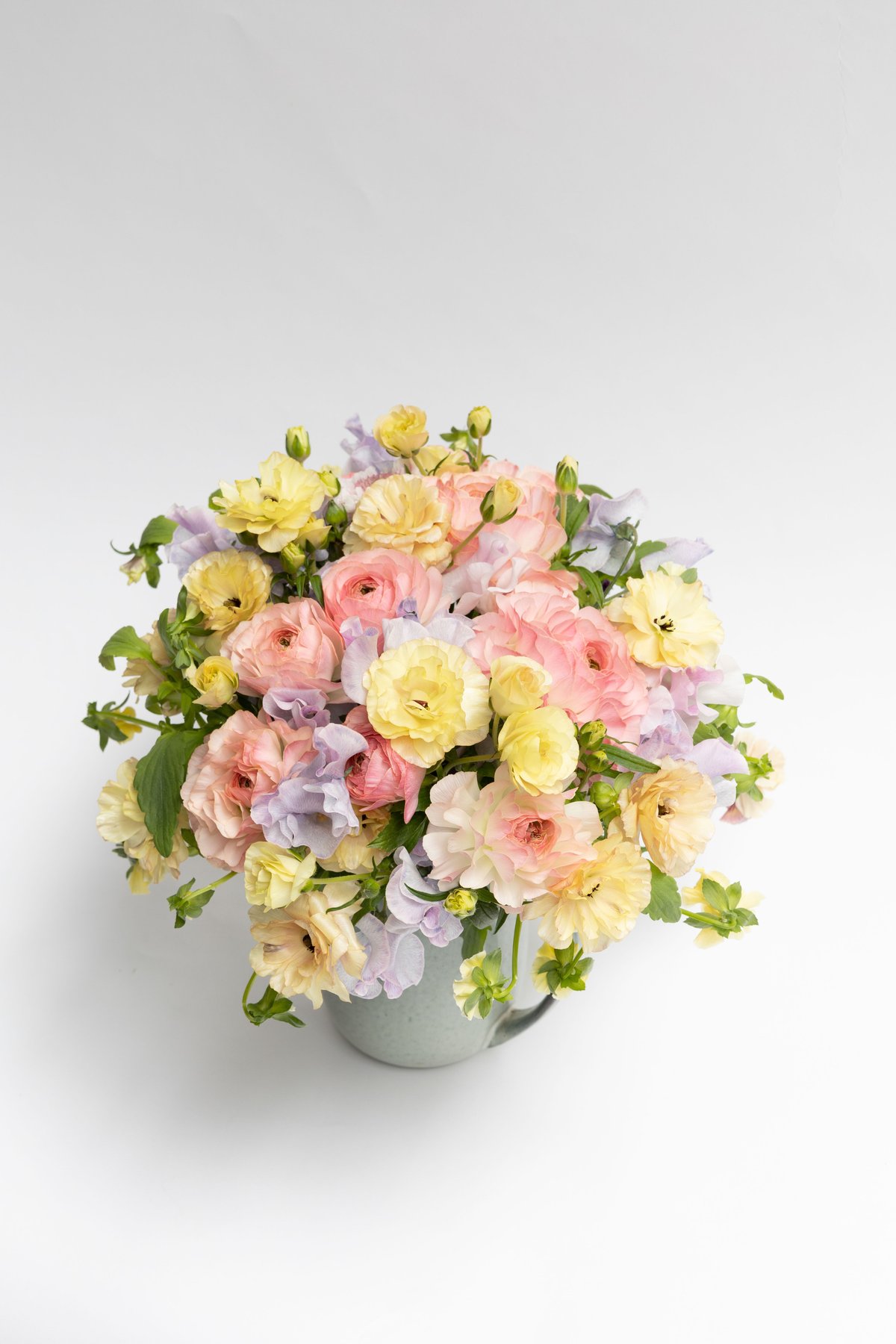 ラナンキュラス「プラージュ」 | tokyo_shokubutsu_zufu