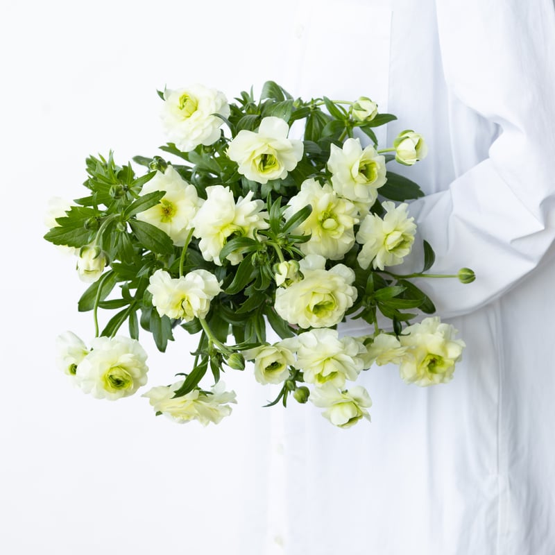 ラナンキュラス「ラックスミックス」 | tokyo_shokubutsu_zufu