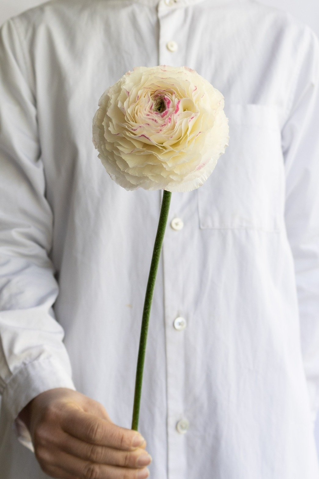 ノ·アルフレ　ラナンキュラス ノ·アルフレ ラナンキュラス ラナンキュラス ラックスシリーズ