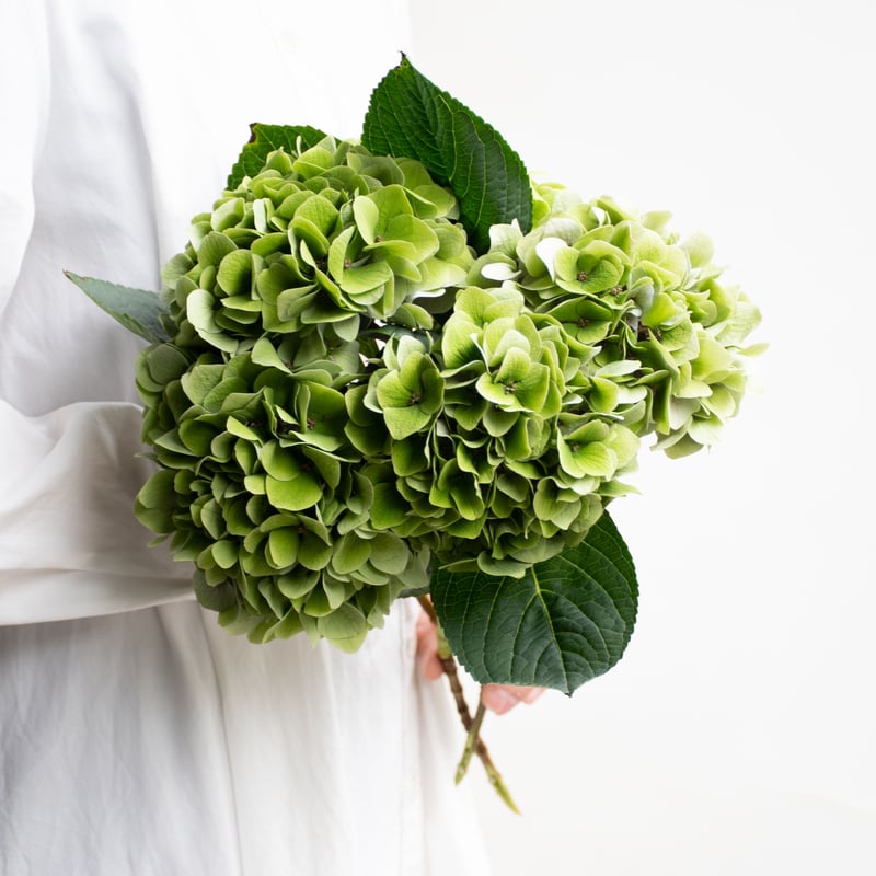 ひまわり18さま 2苗 輸入アジサイ マジカルリン フェ ひまわり18さま 2