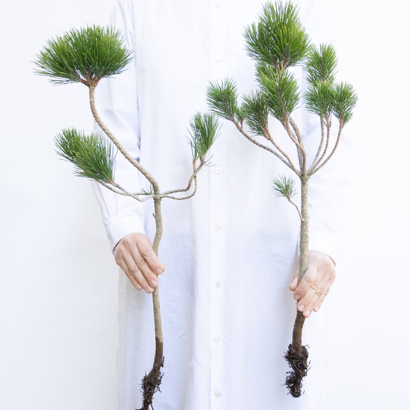 根引松 松「根引松」 | tokyo_shokubutsu_zufu