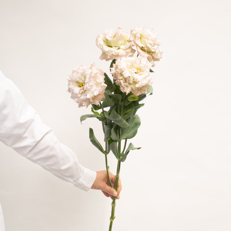 トルコキキョウ「NFローマ」 | tokyo_shokubutsu_zufu