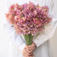 スターチス「シースルーホワイト」 | tokyo_shokubutsu_zufu スターチス「シースルーホワイト」 | tokyo_shokubutsu_zufu