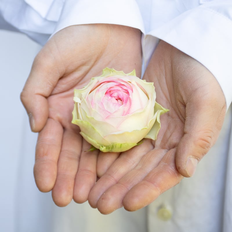 バラ「アルヌワブラン＆ブライダルマカロン」 | tokyo_shokubutsu_zufu