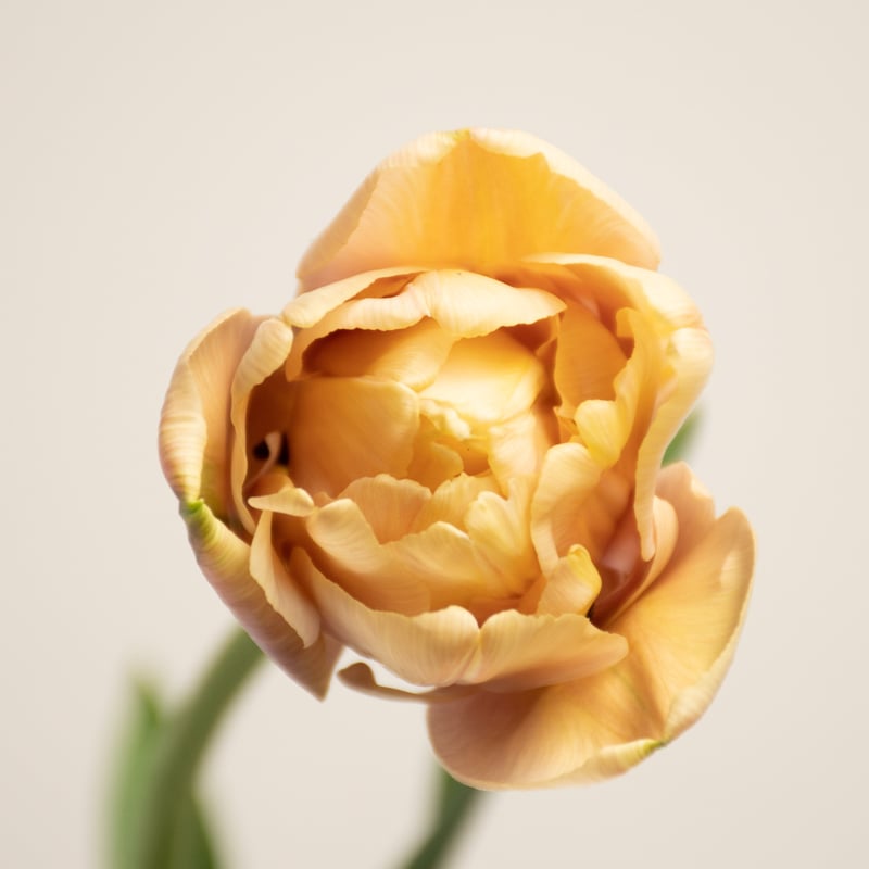 チューリップ「ラ・ベルエポック」 | tokyo_shokubutsu_zufu