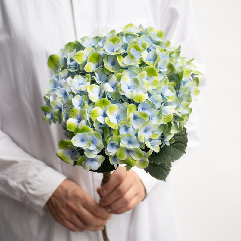 アジサイ「マジカルレボリューション」 | tokyo_shokubutsu_zufu