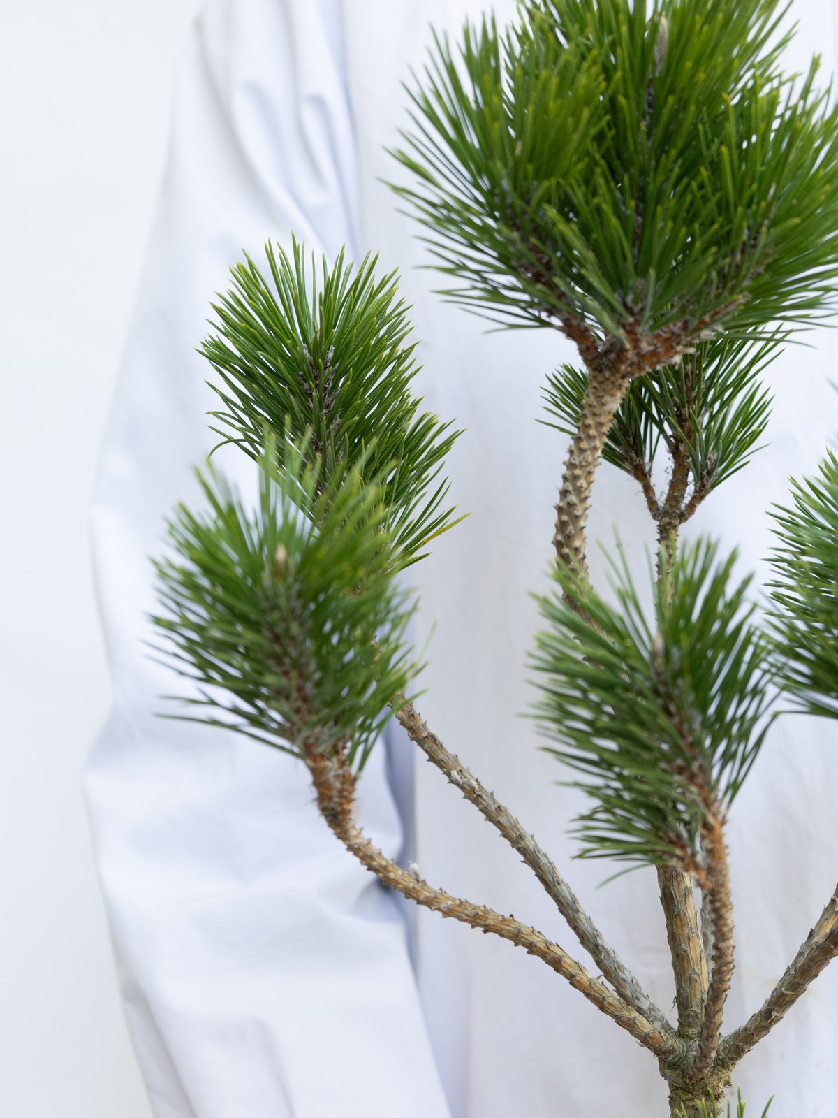 松「根引松」 | tokyo_shokubutsu_zufu