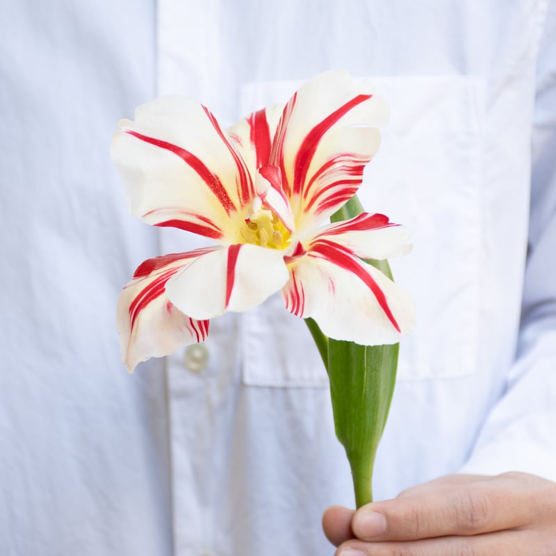 ※松尾※アリカワコウヘイ「チューリップ」 2025.2.4TUE 過去作 pastworks #絵手紙チューリップ #水彩