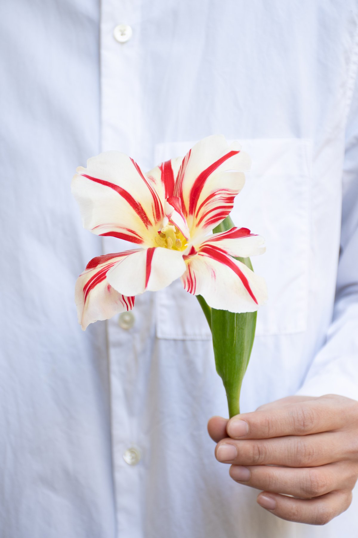 チューリップ「ハッピージェネレーションパーロット