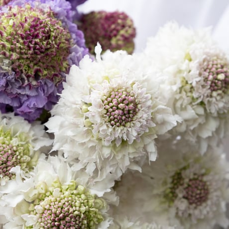 スカビオサ「寺尾さんセット」