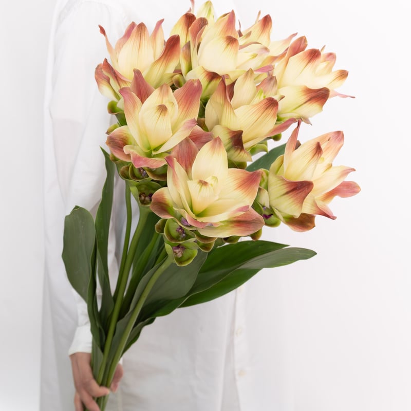 きのこ都内23区送料無料✨クムシルクMG✨絨毯 クム シルク80 x 127 cm​ – DASTAN 絨毯は日本で高級絨毯の専門