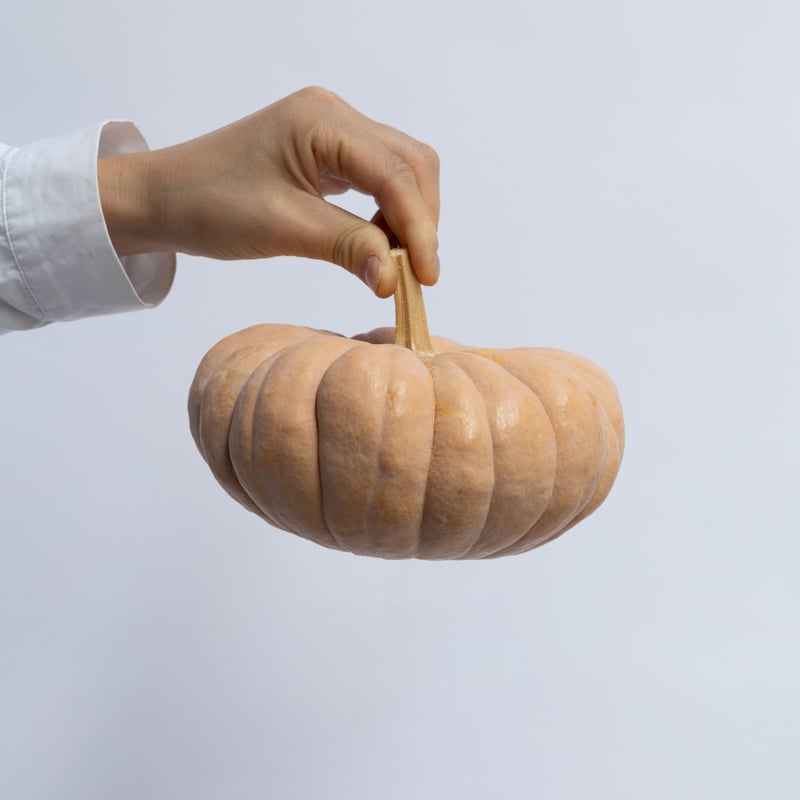 カボチャ「ジェームスクラウン」 | tokyo_shokubutsu_zufu