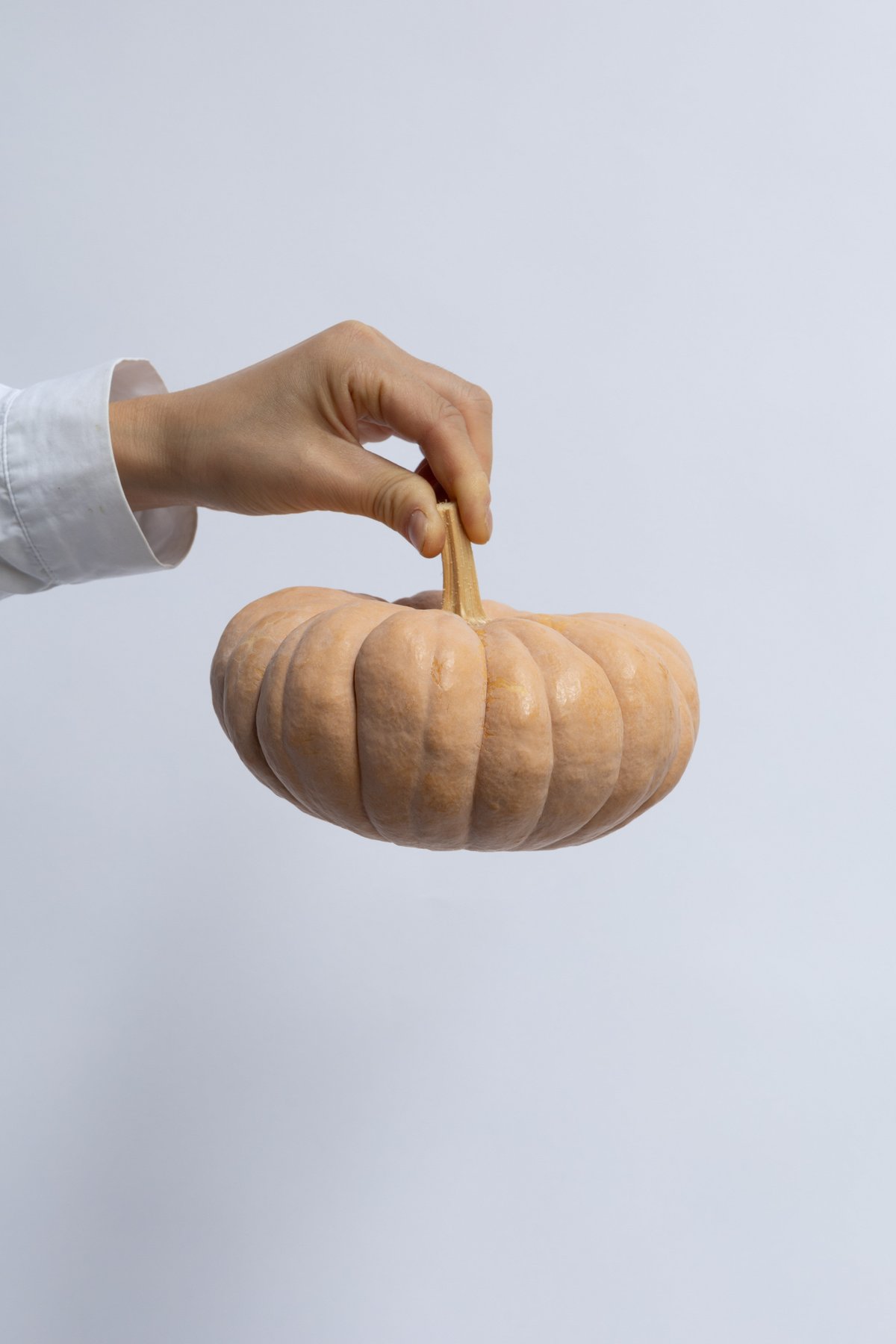 カボチャ「ジェームスクラウン」 | tokyo_shokubutsu_zufu