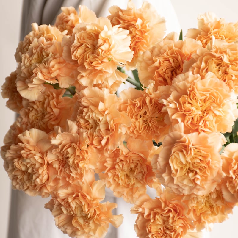 カーネーション「ミナミミックス」 | tokyo_shokubutsu_zufu