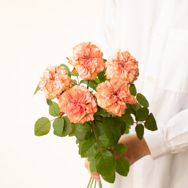 バラ「ラロック」 | tokyo_shokubutsu_zufu