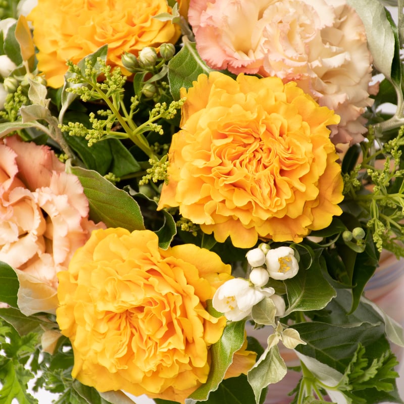 バラ苗　切りバラ苗 . マンゴーリーバ♡♡ バラ「マンゴーリーバ」 | tokyo_shokubutsu_zufu