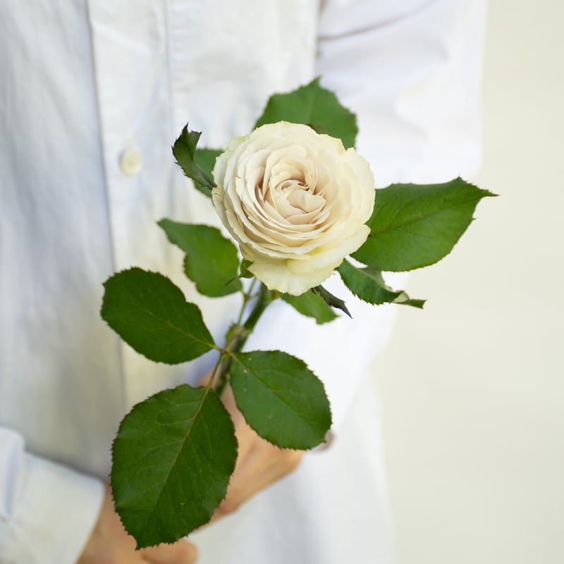 黄色い薔薇(プロフ必読)様 リクエストページ 美しさと優雅さが薔薇の魅力！薔薇の世界を探索しよう」 | 花
