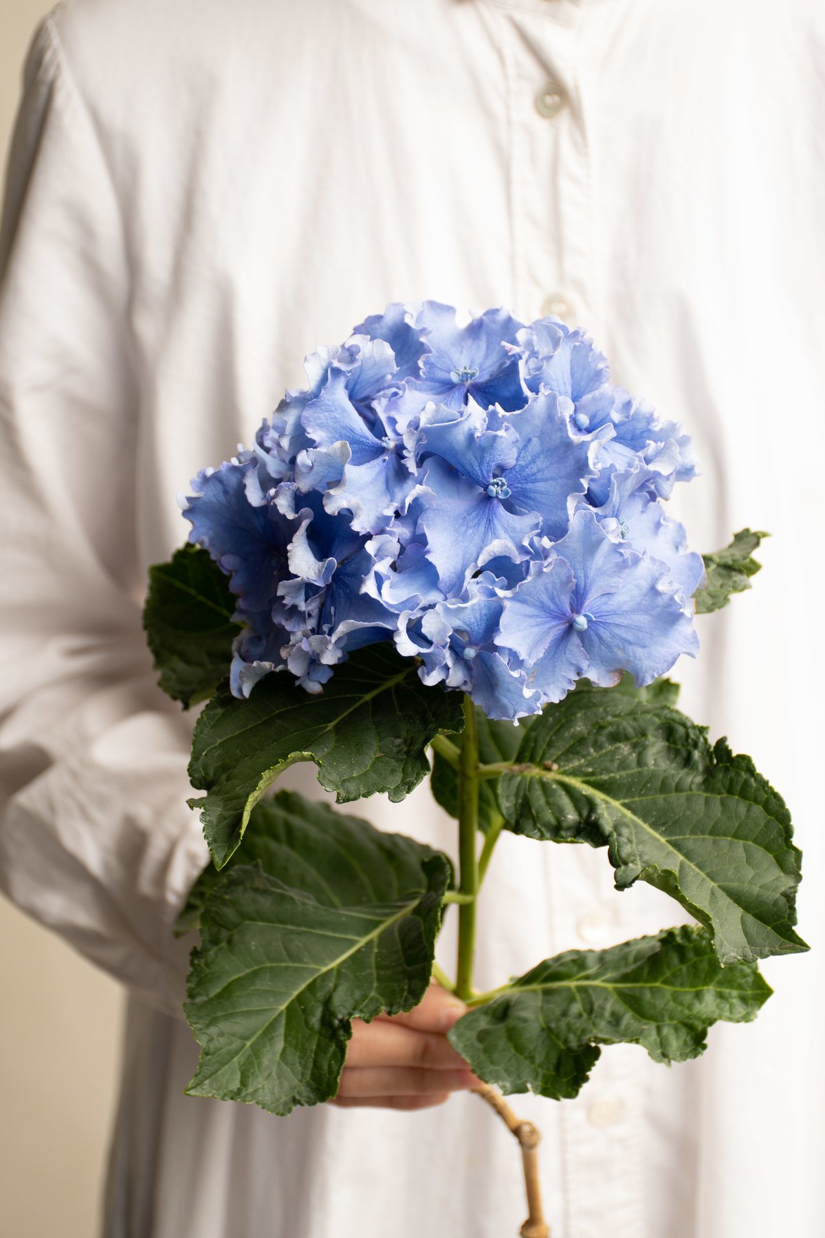 あじさい アジサイ「スパイク」 | tokyo_shokubutsu_zufu