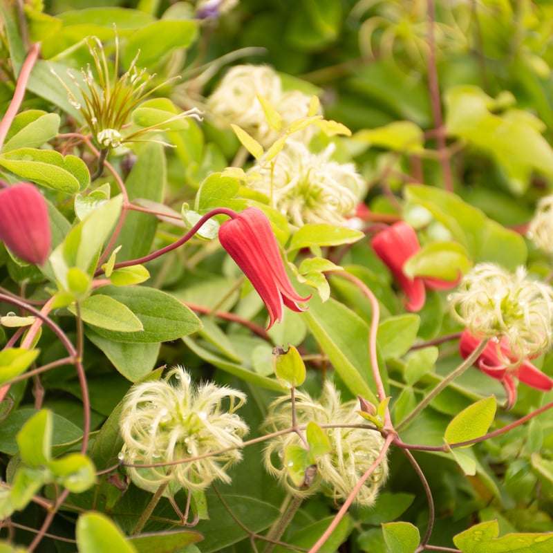【まらぎ】竹間園芸さんクレマチス夕顔・白菫 竹間さんの壺型クレマチス 夕顔✨（大苗） ※画像は過去の開花