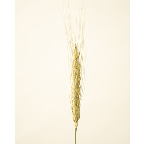 フラワーズフォーレナ「小麦」