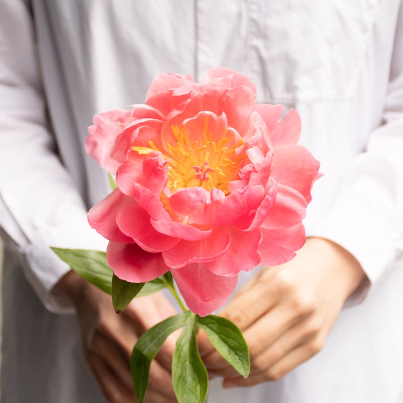 シャクヤク「コーラルチャーム」 | tokyo_shokubutsu_zufu