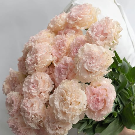 トルコキキョウ「ノアシルキーピンク」