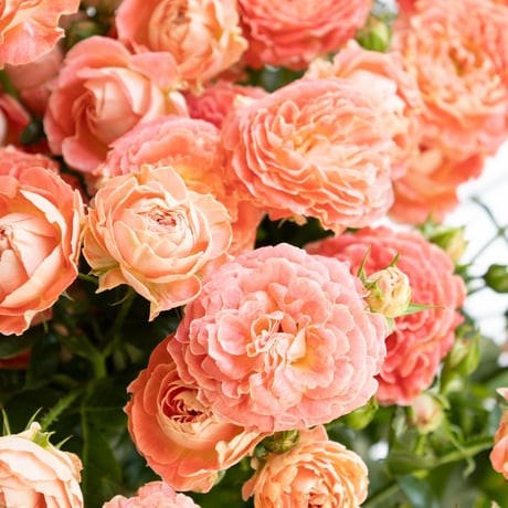 SPバラ「花華純(はなかすみ)」