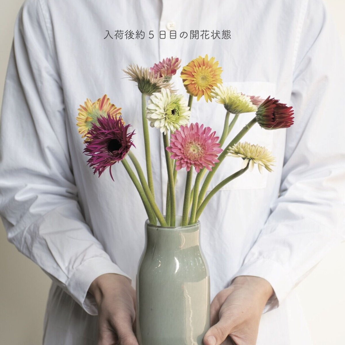 i-be様◇【ドライフラワー】小花つぼみ mix（0825） ガーベラ「蕾