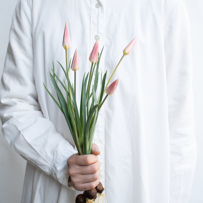 チューリップ  チューリップ「レディジェーン」「シンシア」 | tokyo_shokubutsu_zufu