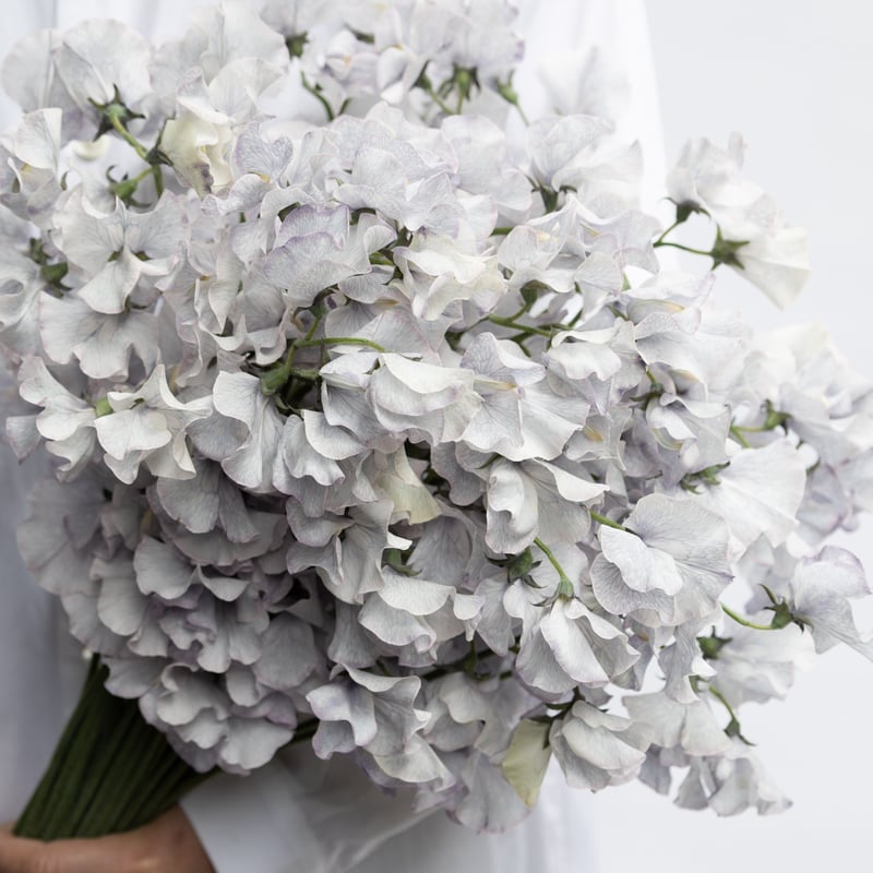 ジョンホワイト　フラワーキューピー クーボ ｜ 清廉に輝く、四角いフラワーベース